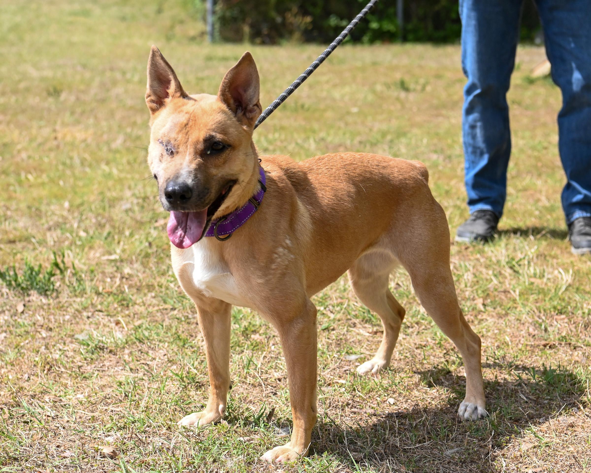 Enlarge Rica, an adoptable mixed breed in Petersburg, VA image 4/6