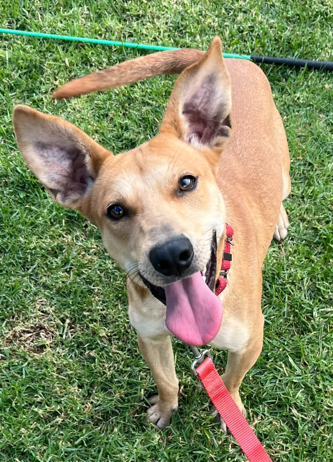 Teddy, a Adoptable mixed breed in Yucaipa, CA image 1/5