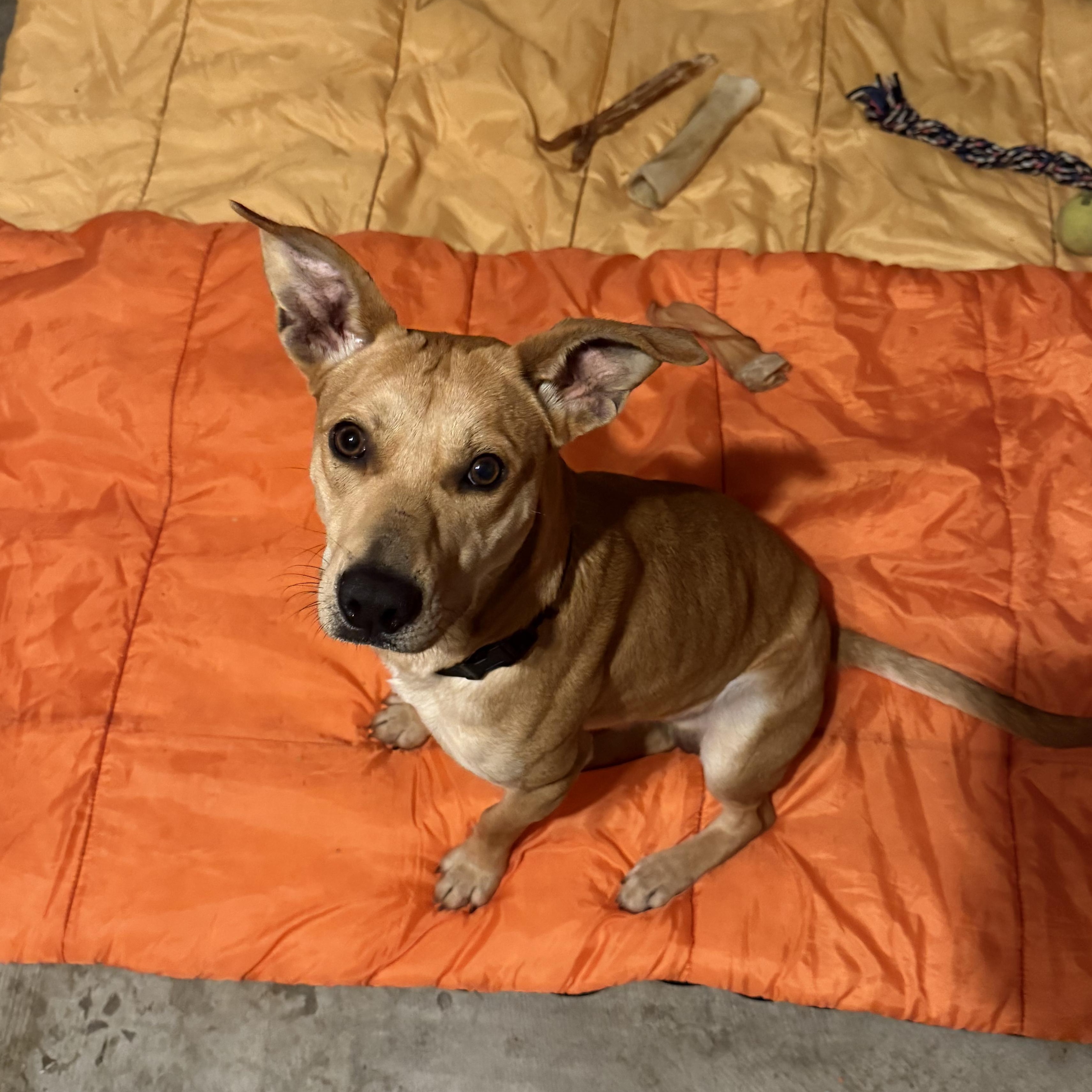 Teddy, a Adoptable mixed breed in Yucaipa, CA image 3/5