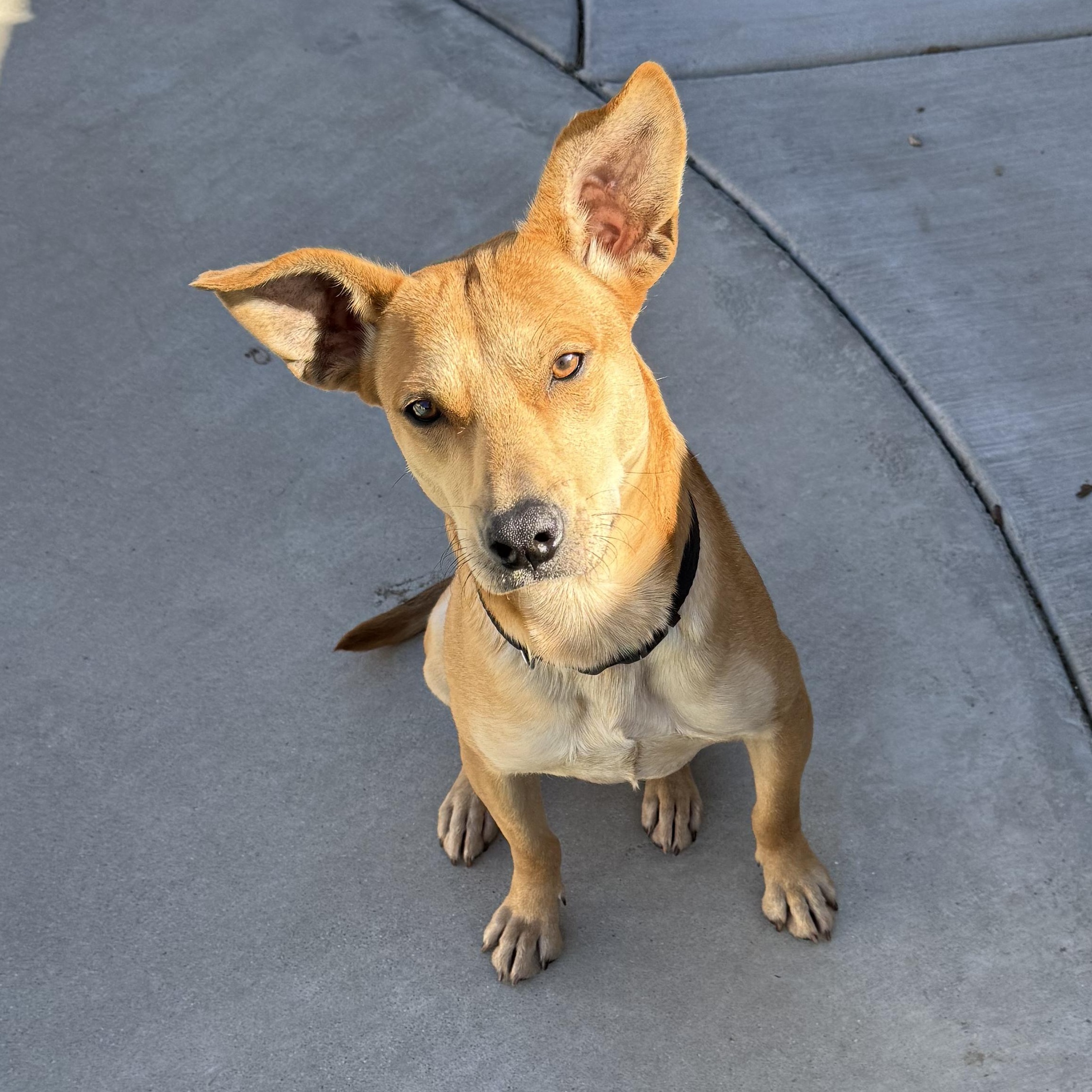 Teddy, a Adoptable mixed breed in Yucaipa, CA image 2/5