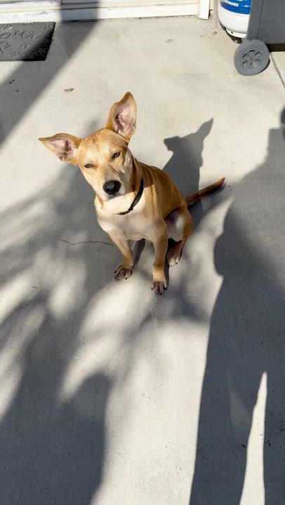 Enlarge Teddy, a Adoptable mixed breed in Yucaipa, CA video 5/5