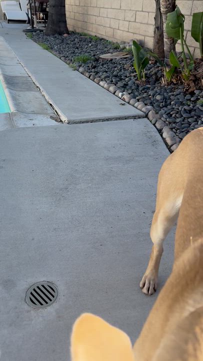 Enlarge Teddy, a Adoptable mixed breed in Yucaipa, CA video 4/5