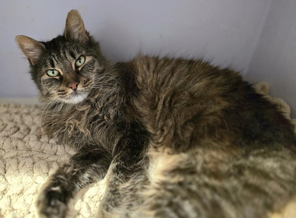 Ally, Adoptable, Senior Female Domestic Medium Hair.
