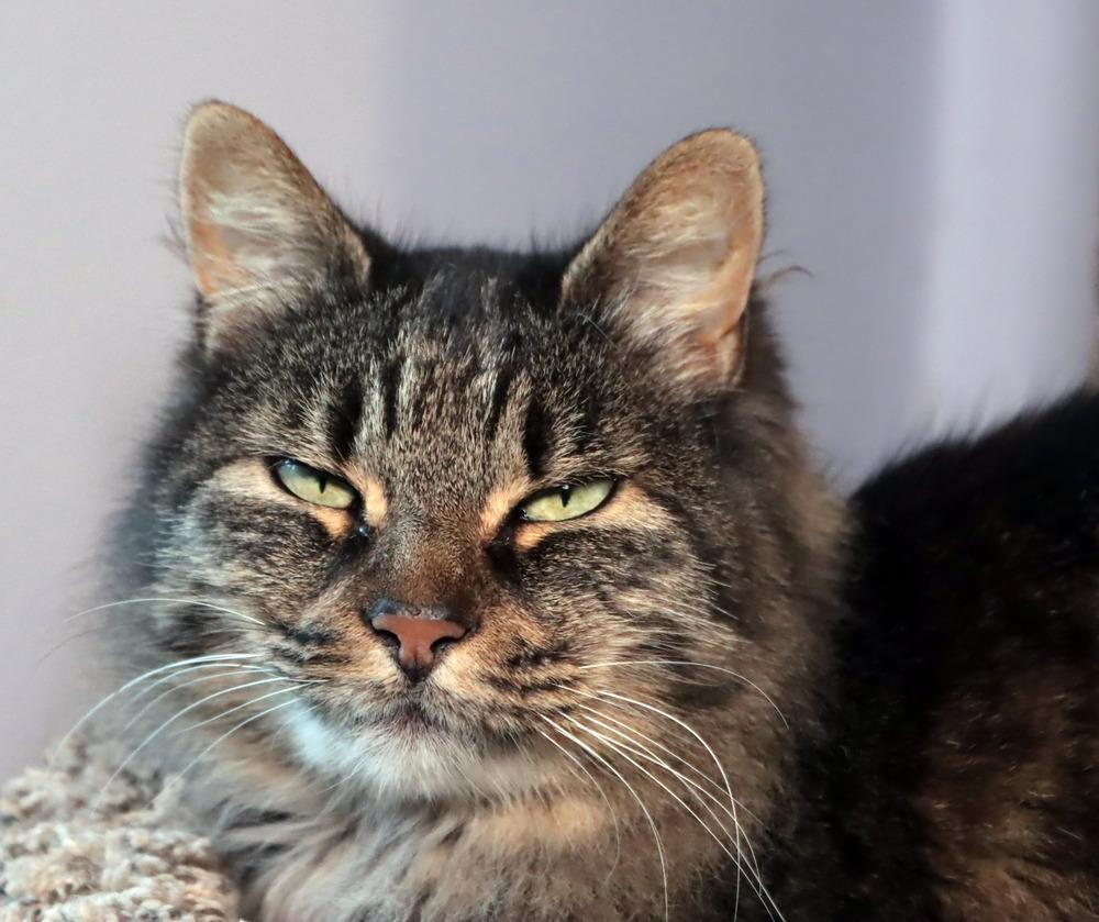 Enlarge Ally, a Adoptable mixed breed in Vancouver, WA image 2/2