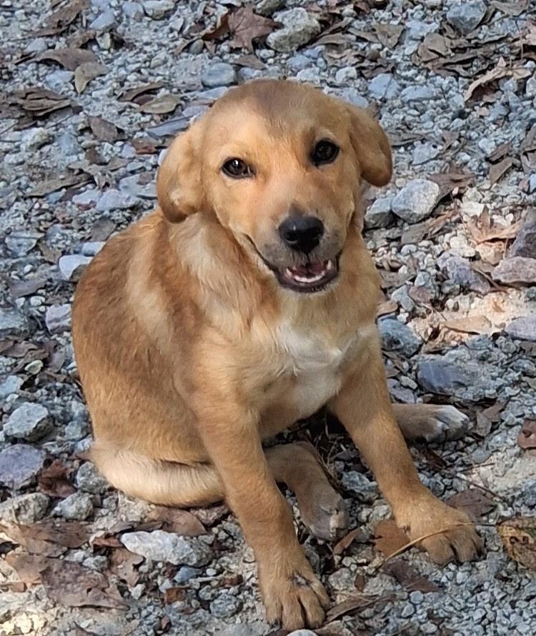 Peanut, Adoptable, Young Female Mixed Breed.