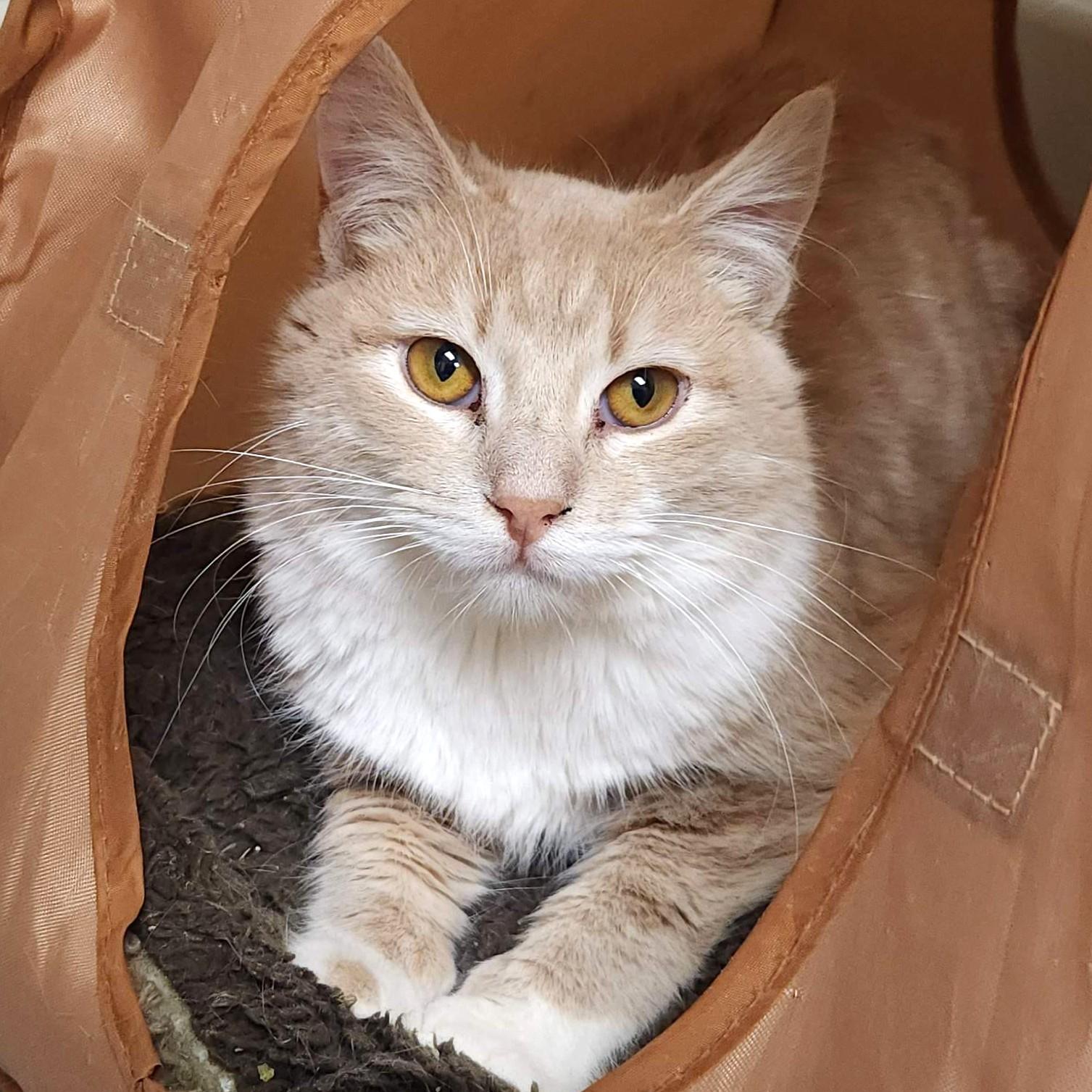 Bundt, ADOPTABLE, Young Male Domestic Short Hair.