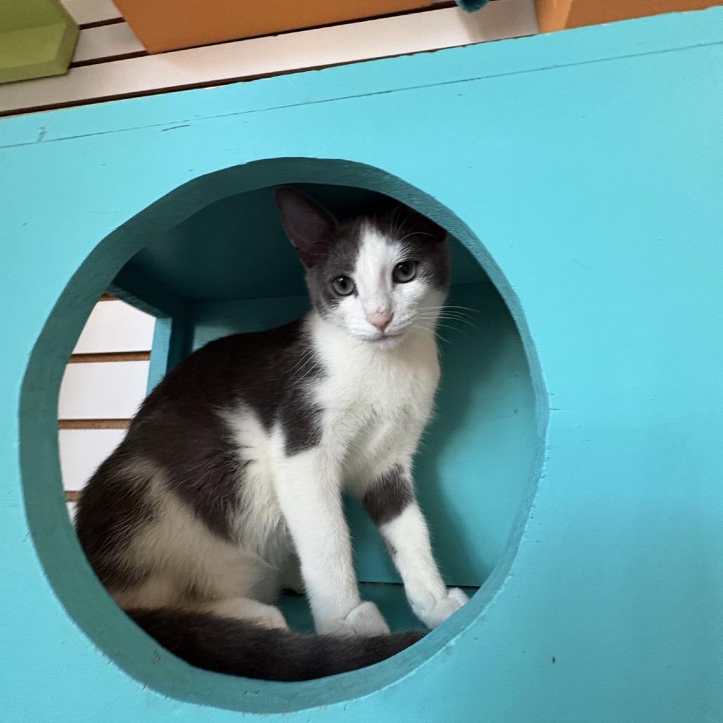 Denali, Adoptable, Young Male Domestic Short Hair.
