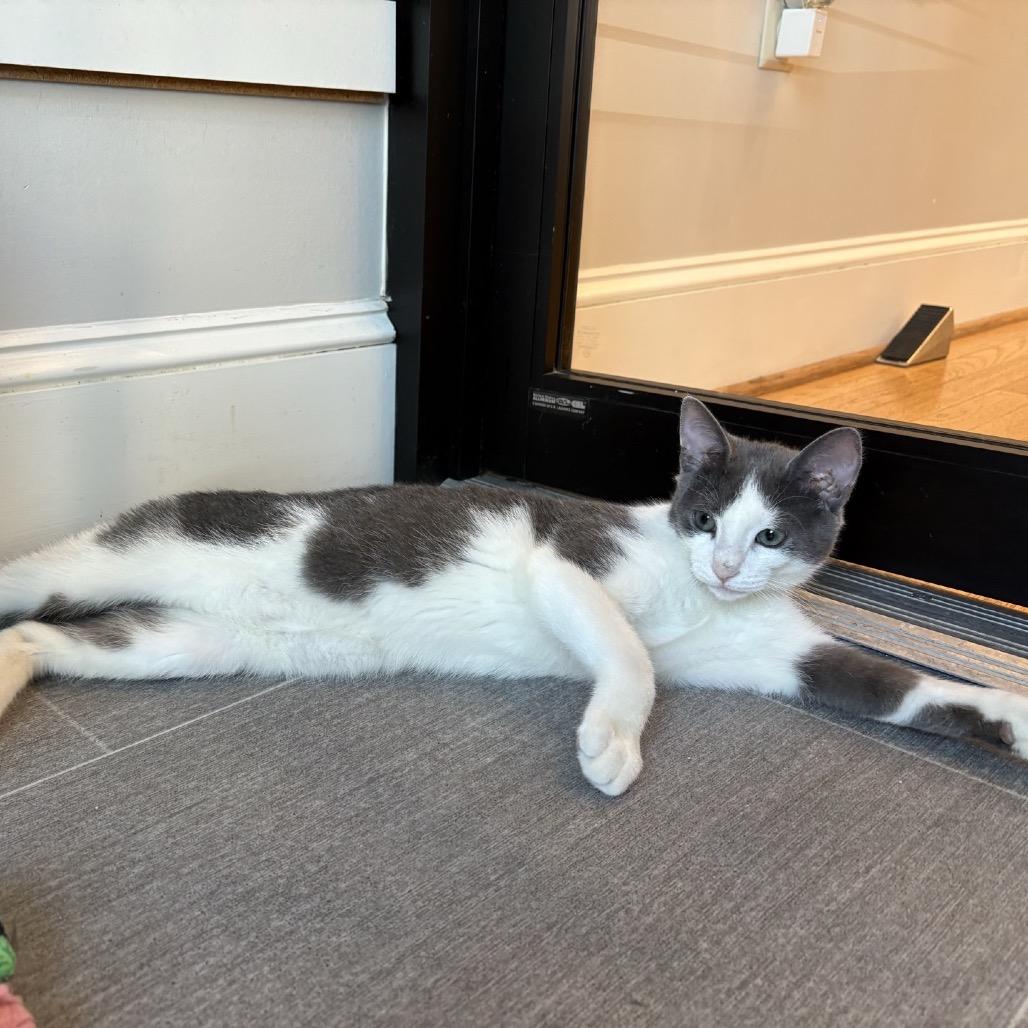 Enlarge Denali, a Adoptable Domestic Short Hair in Harrisonburg, VA image 2/6