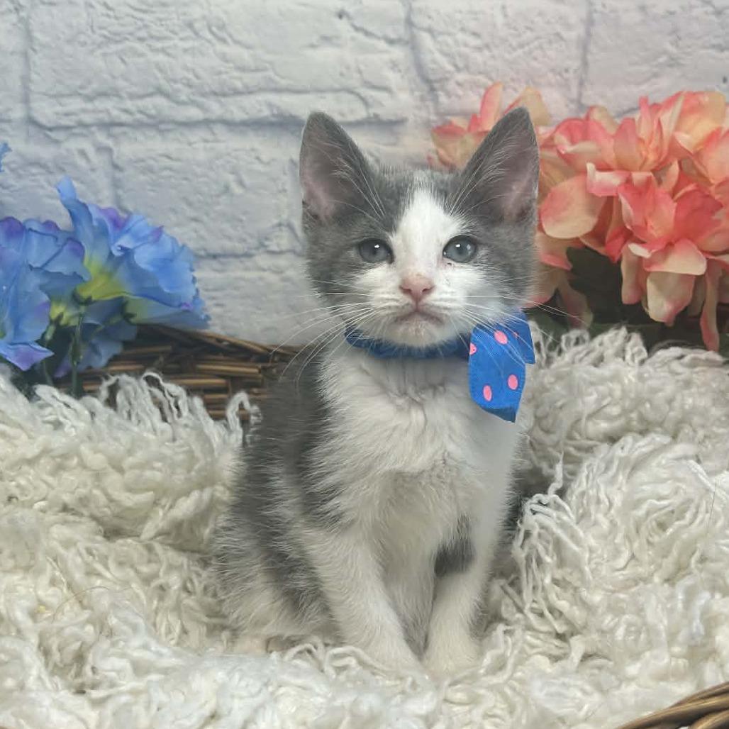 Enlarge Denali, a Adoptable Domestic Short Hair in Harrisonburg, VA image 3/6