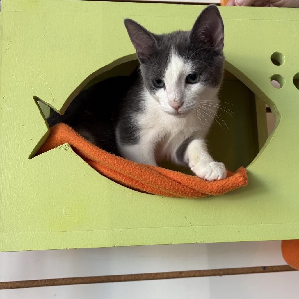 Enlarge Denali, a Adoptable Domestic Short Hair in Harrisonburg, VA image 4/6