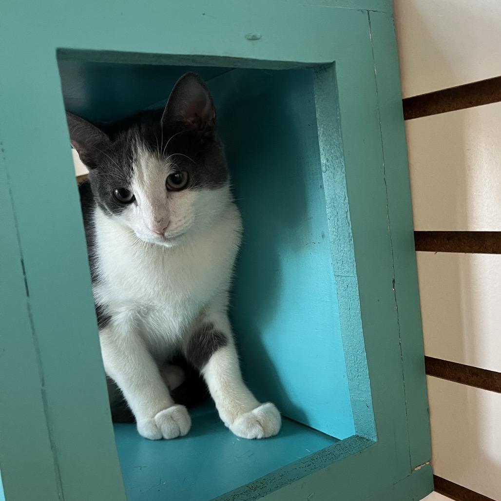 Enlarge Denali, a Adoptable Domestic Short Hair in Harrisonburg, VA image 5/6