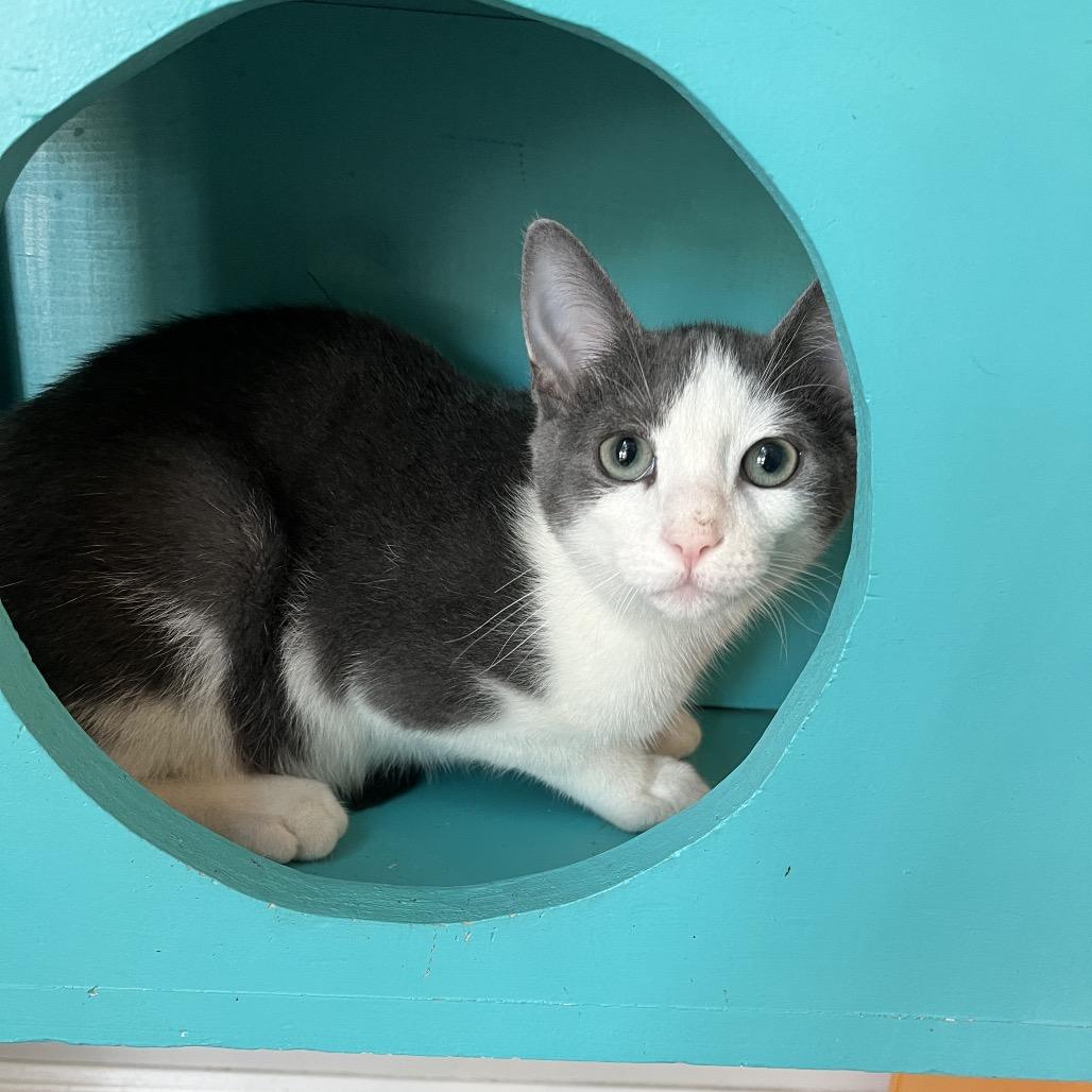 Enlarge Denali, a Adoptable Domestic Short Hair in Harrisonburg, VA image 6/6