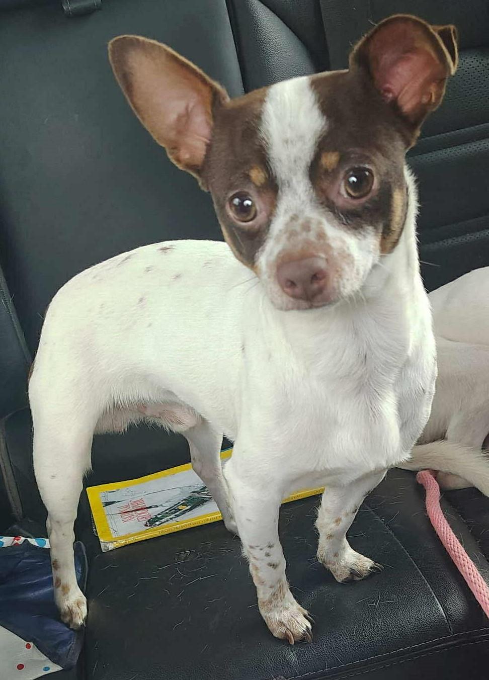 Enlarge Pickles, a ADOPTABLE mixed breed in Homer Glen, IL image 1/2