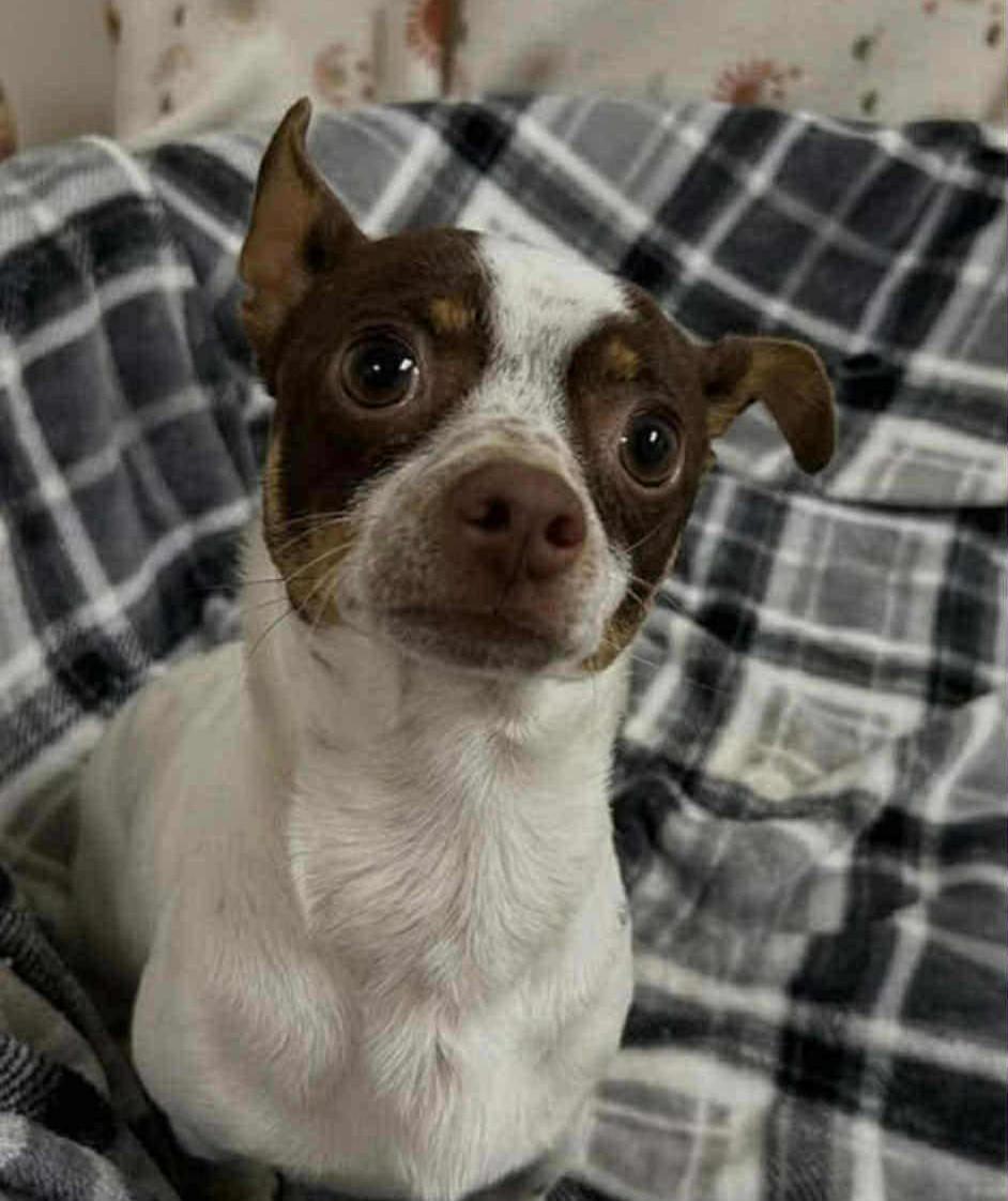 Enlarge Pickles, a ADOPTABLE mixed breed in Homer Glen, IL image 2/2