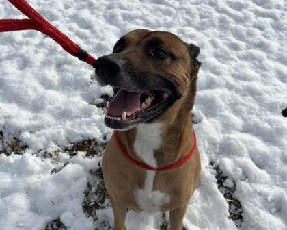 Enlarge Watson, a Adoptable mixed breed in Virginia Beach, VA image 1/2