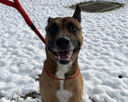 Enlarge Watson, a Adoptable mixed breed in Virginia Beach, VA image 2/2