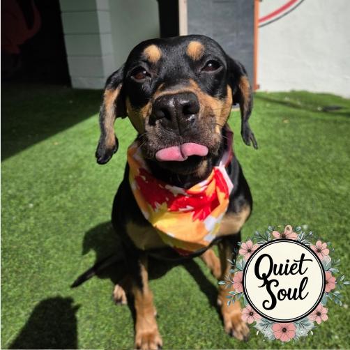 Enlarge Alabama, a Adoptable mixed breed in Jupiter, FL image 1/6