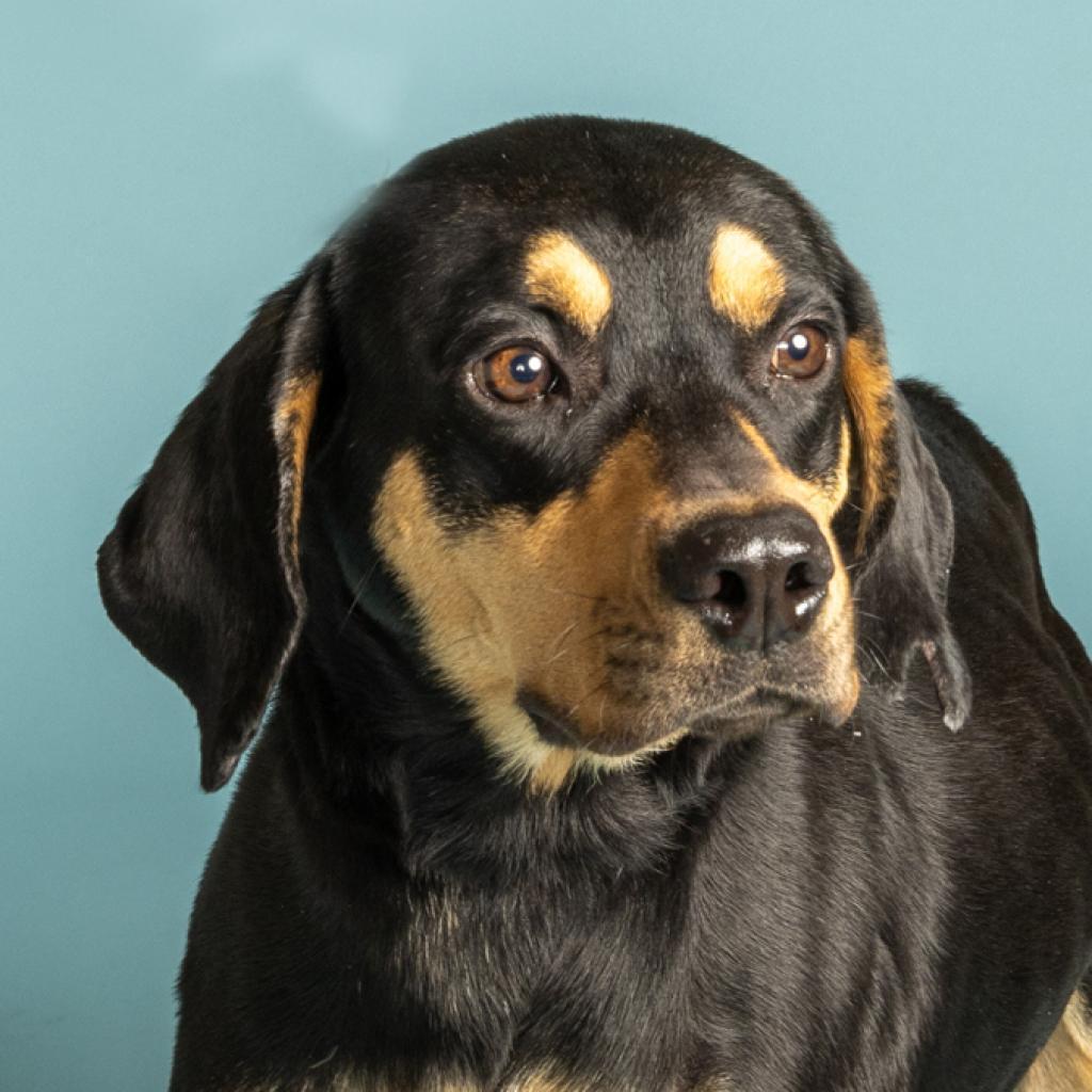 Alabama, Adoptable, Adult Female Black and Tan Coonhound.