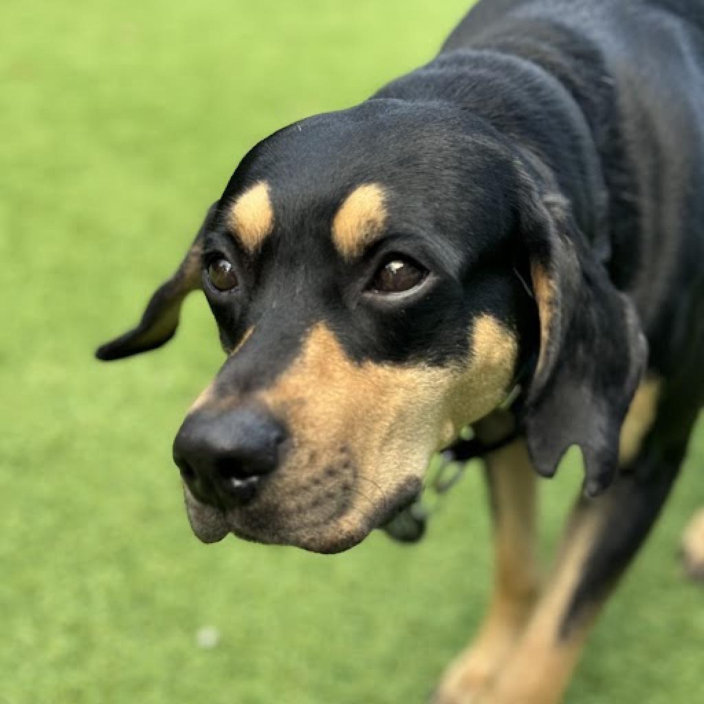 Enlarge Alabama, a Adoptable mixed breed in Jupiter, FL image 2/6