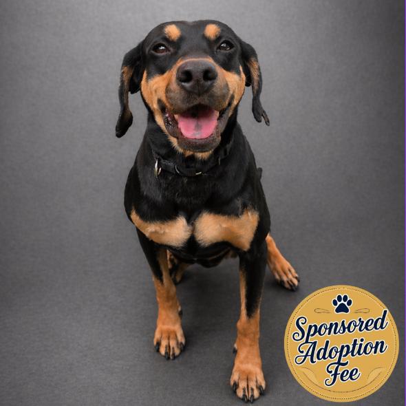 Alabama, a Adoptable mixed breed in Jupiter, FL image 3/6