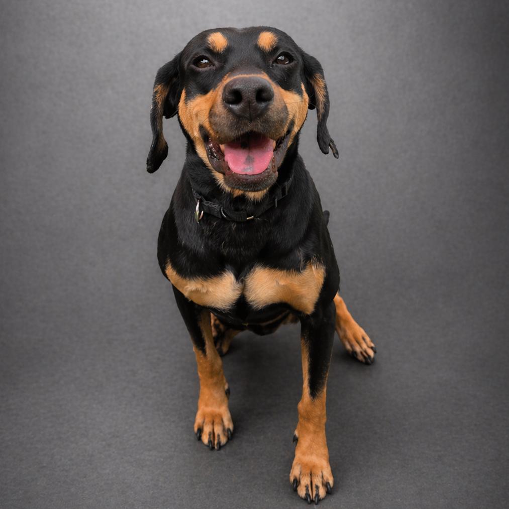 Enlarge Alabama, a Adoptable mixed breed in Jupiter, FL image 3/6