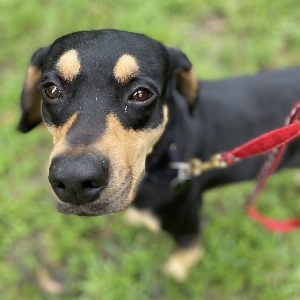 Enlarge Alabama, a Adoptable mixed breed in Jupiter, FL image 3/6