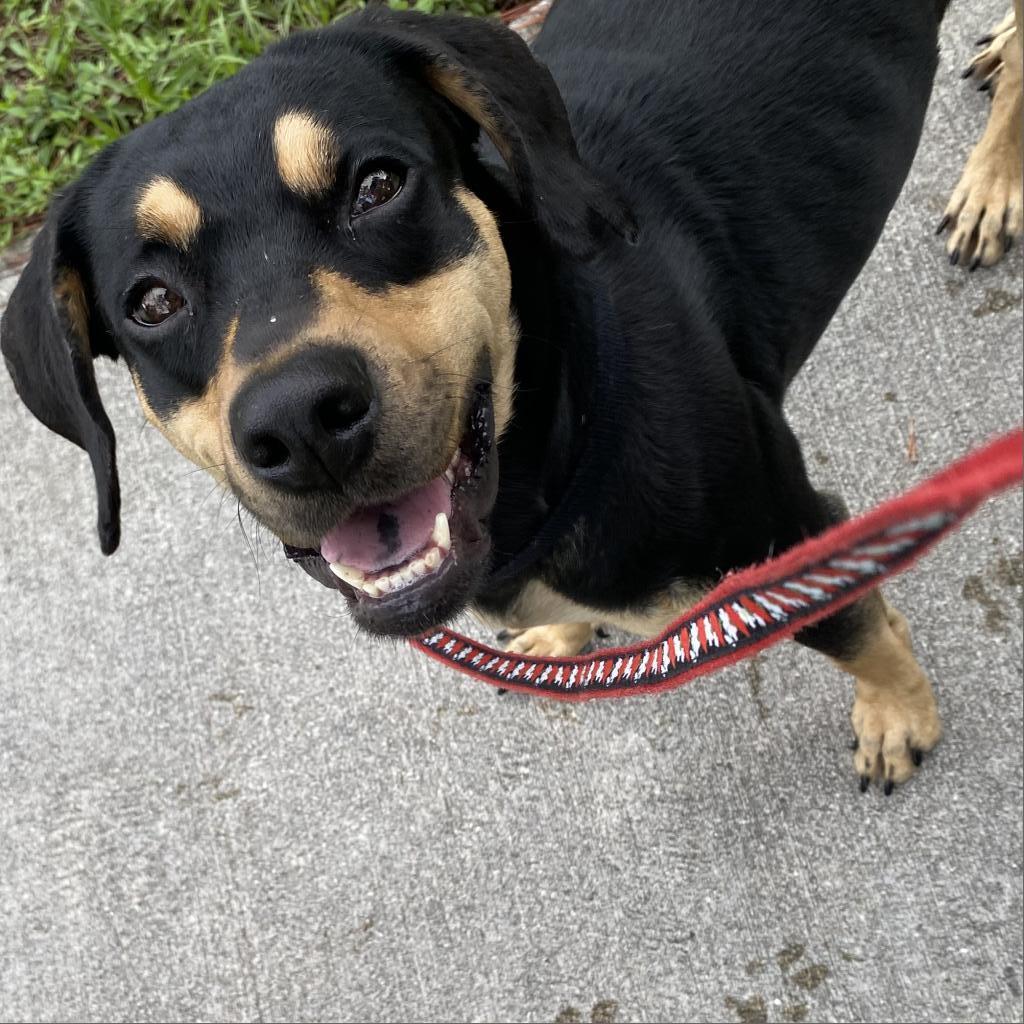 Enlarge Alabama, a Adoptable mixed breed in Jupiter, FL image 5/6