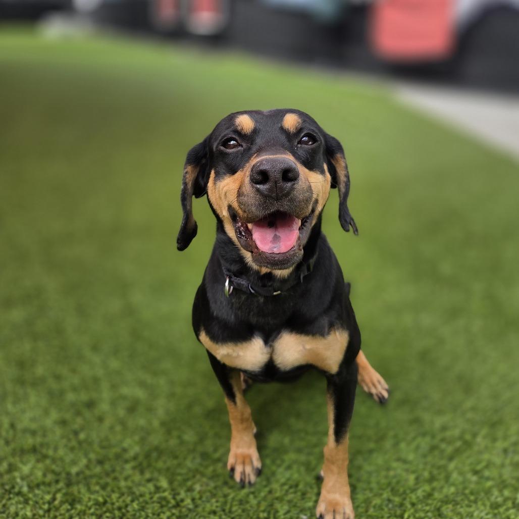 Enlarge Alabama, a Adoptable mixed breed in Jupiter, FL image 5/6