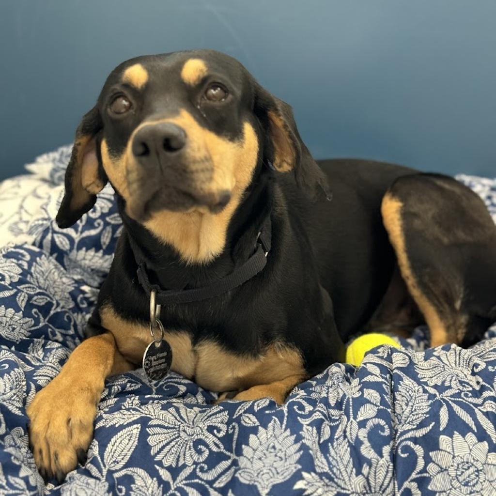 Enlarge Alabama, a Adoptable mixed breed in Jupiter, FL image 6/6