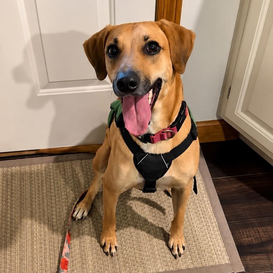 Enlarge Petra, a Adoptable mixed breed in Cumberland, RI image 3/5