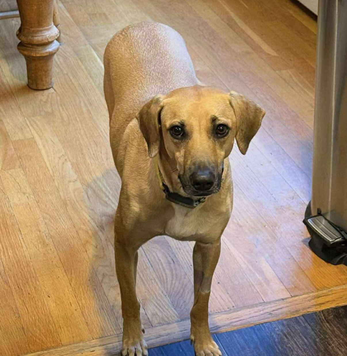 Enlarge Petra, a Adoptable mixed breed in Cumberland, RI image 2/5