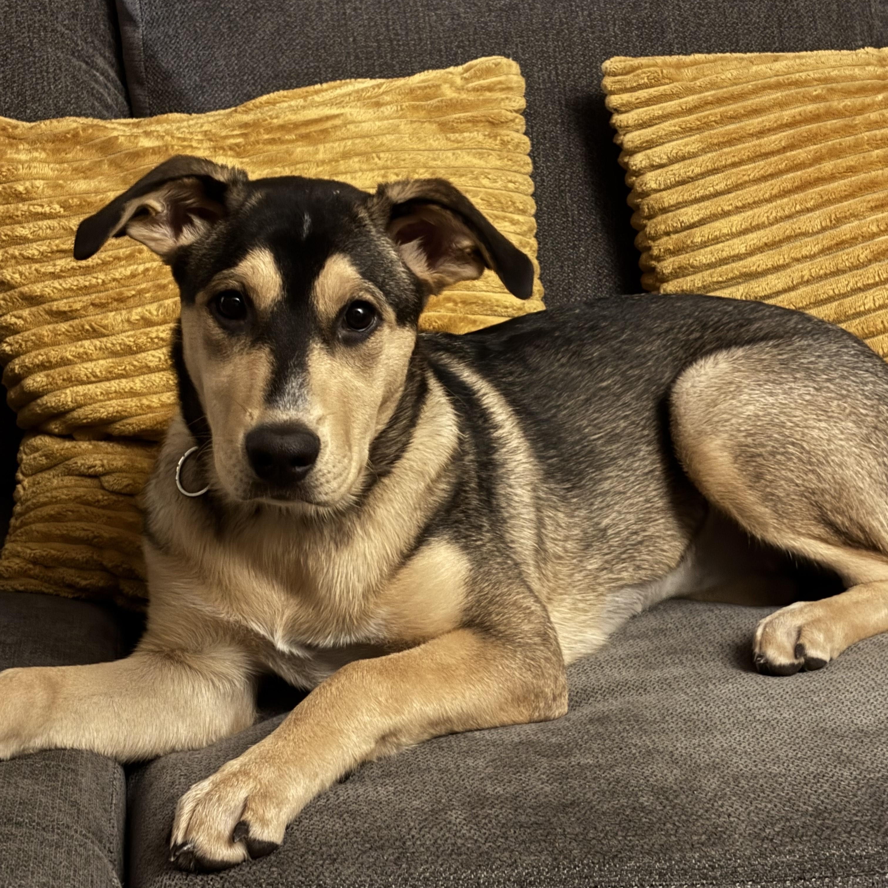 Kali (F), Adopted, Young Female Mixed Breed.