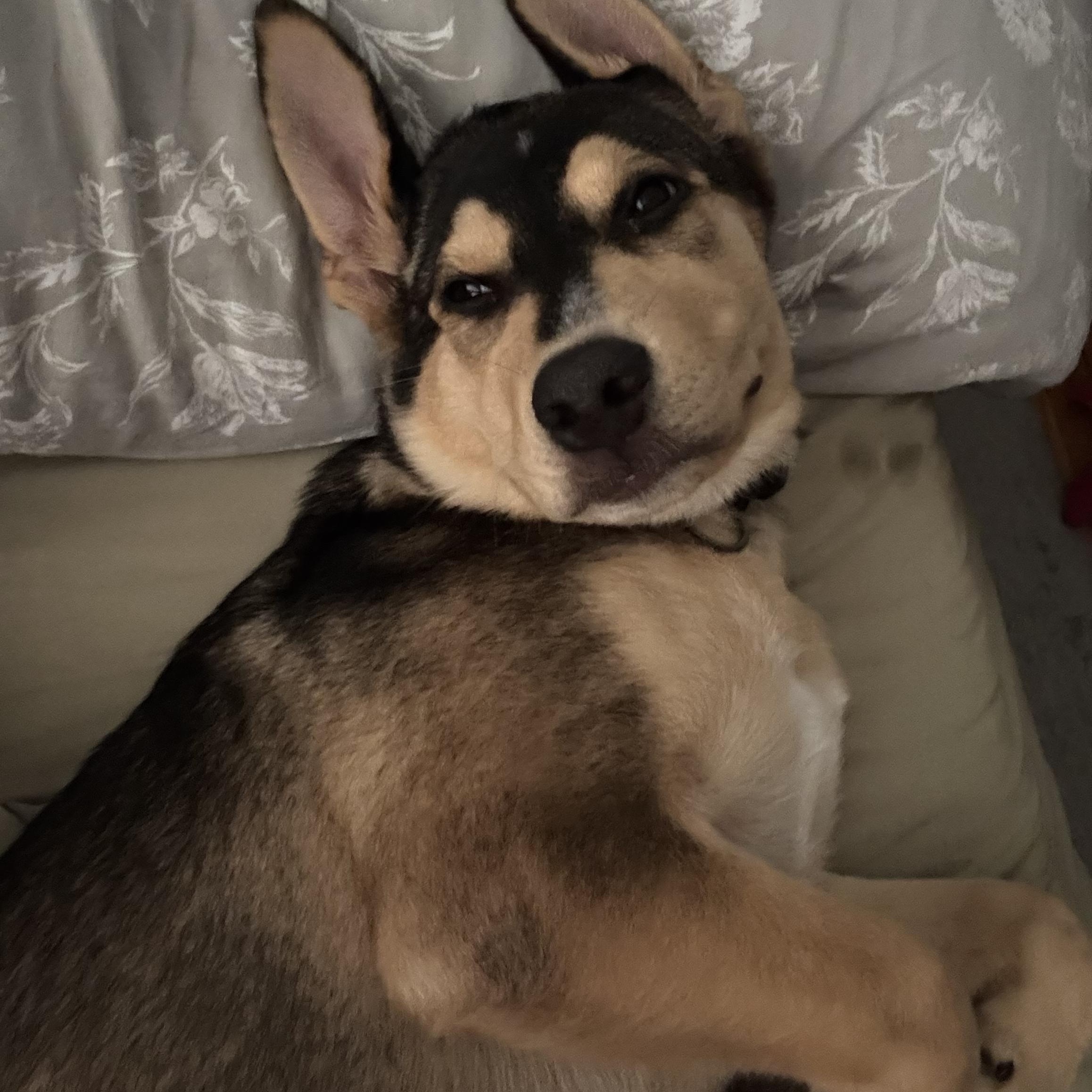 Kali (F), Adopted, Young Female Mixed Breed.