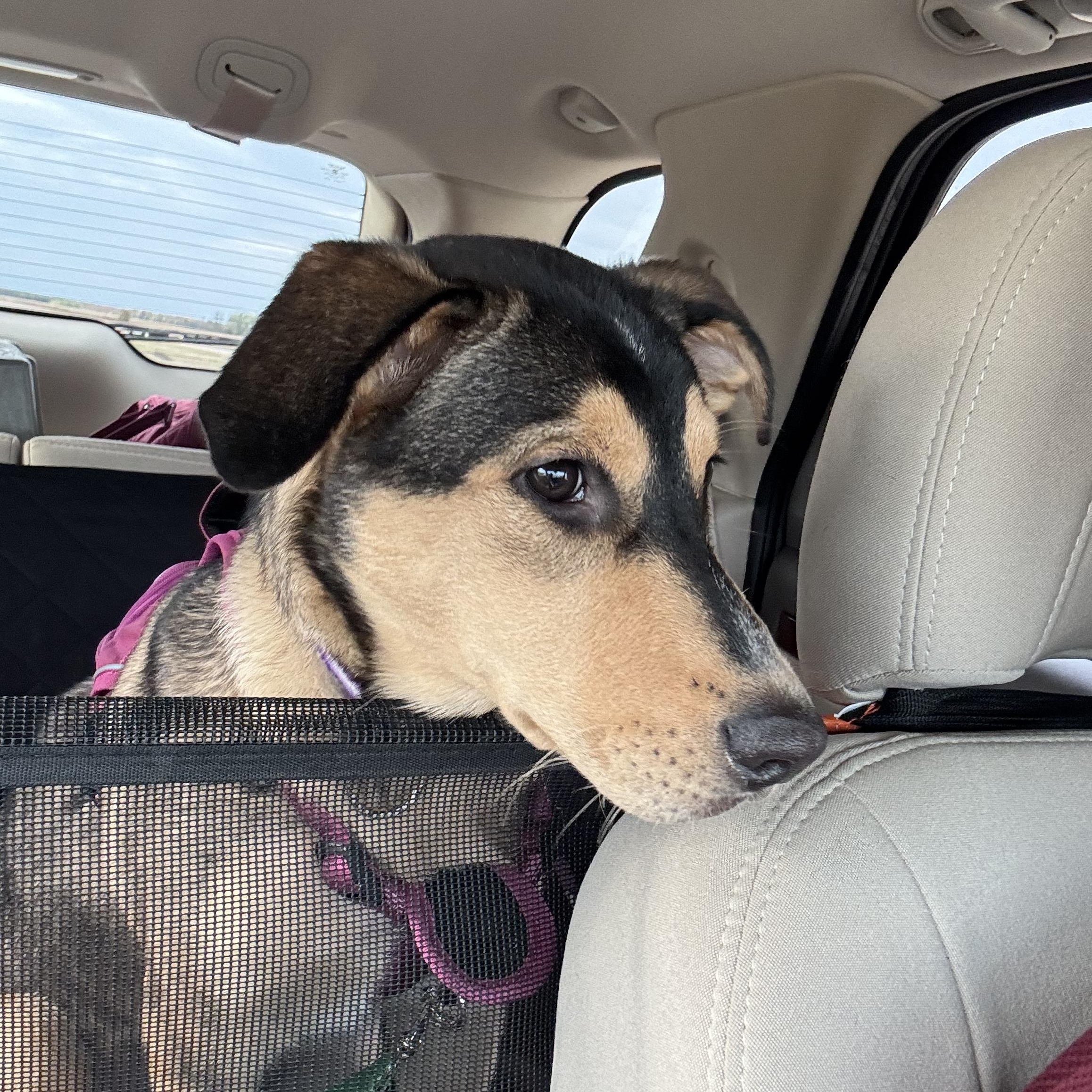 Kali (F), a Adopted Mixed Breed in Sun Prairie, WI image 3/5