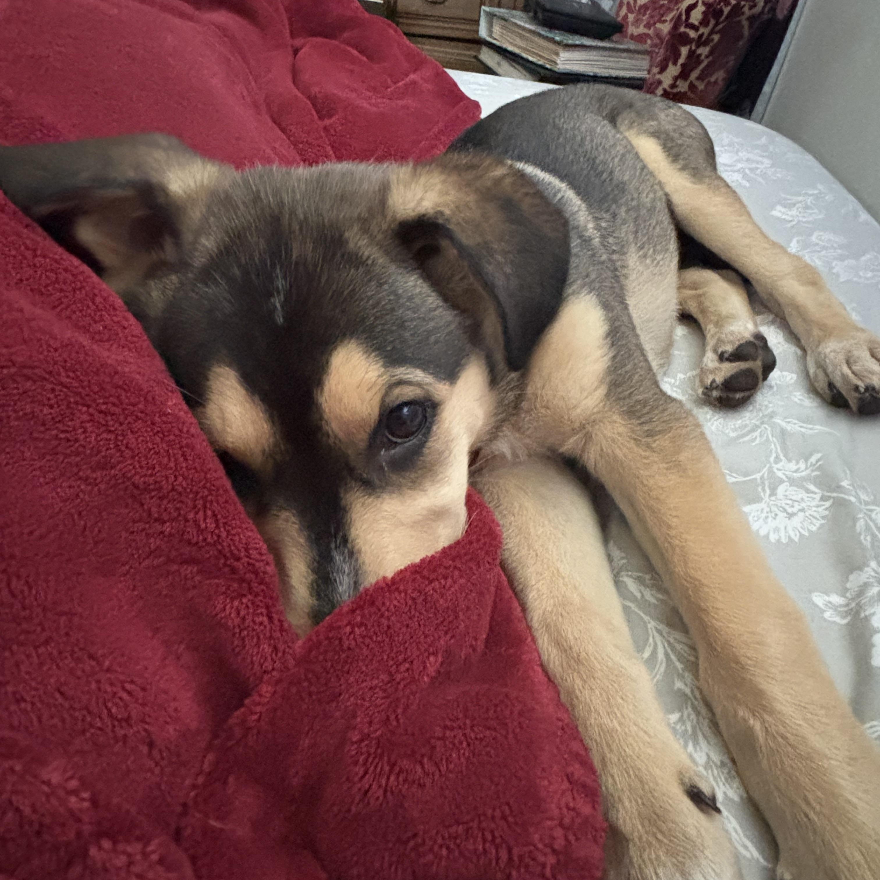 Kali (F), a Adopted Mixed Breed in Sun Prairie, WI image 4/5