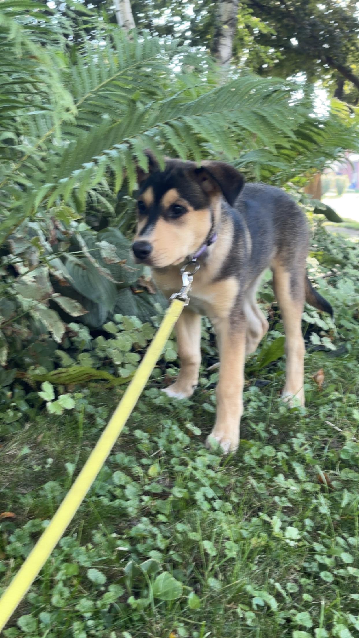 Kali (F), a Adopted Mixed Breed in Sun Prairie, WI image 5/5