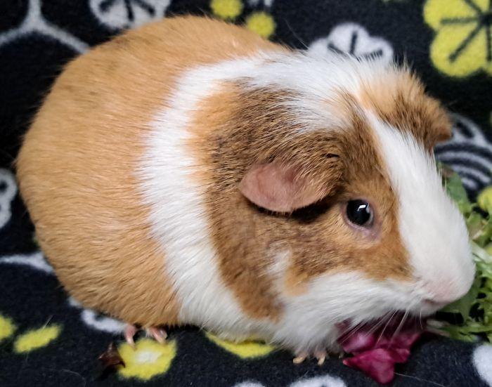 Chogi, an adopted Short-Haired in Steger, IL image 3/5