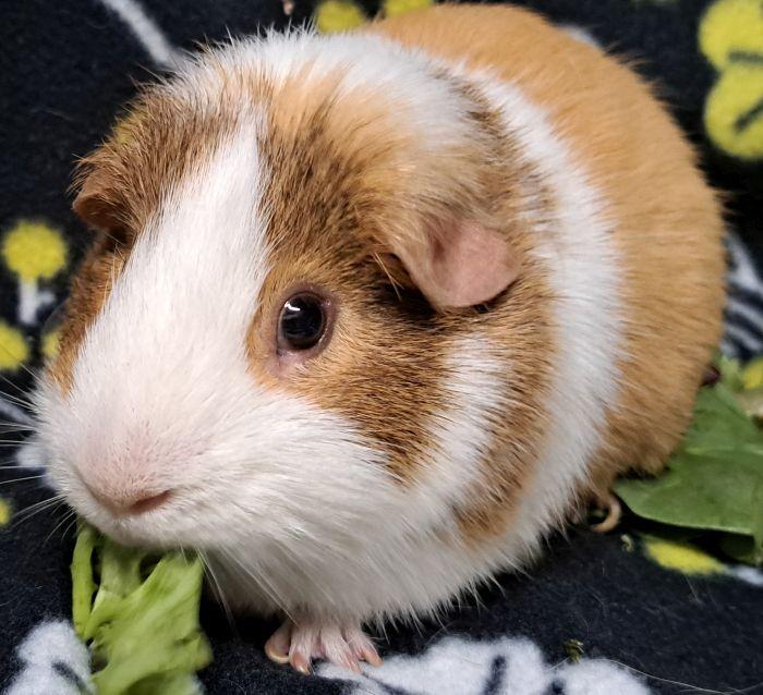 Chogi, an adopted Short-Haired in Steger, IL image 2/5