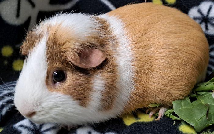 Chogi, an adopted Short-Haired in Steger, IL image 4/5
