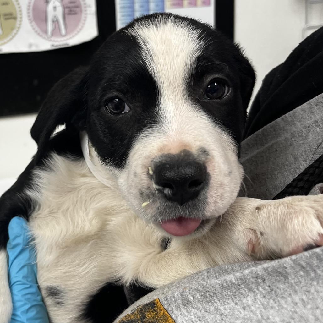 Fancy, Adoptable, Puppy Female Black Labrador Retriever & Pit Bull Terrier.