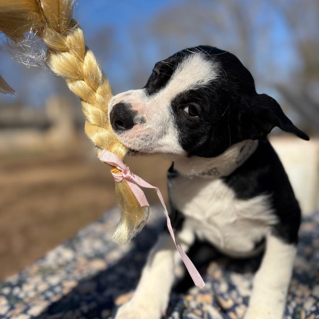 Fancy — thumbnail 3