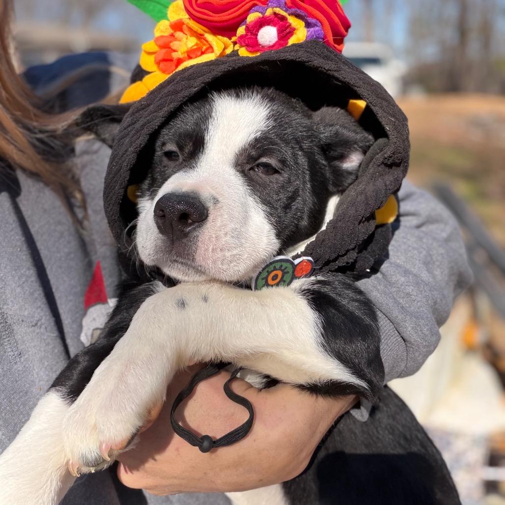 Fancy — thumbnail 4