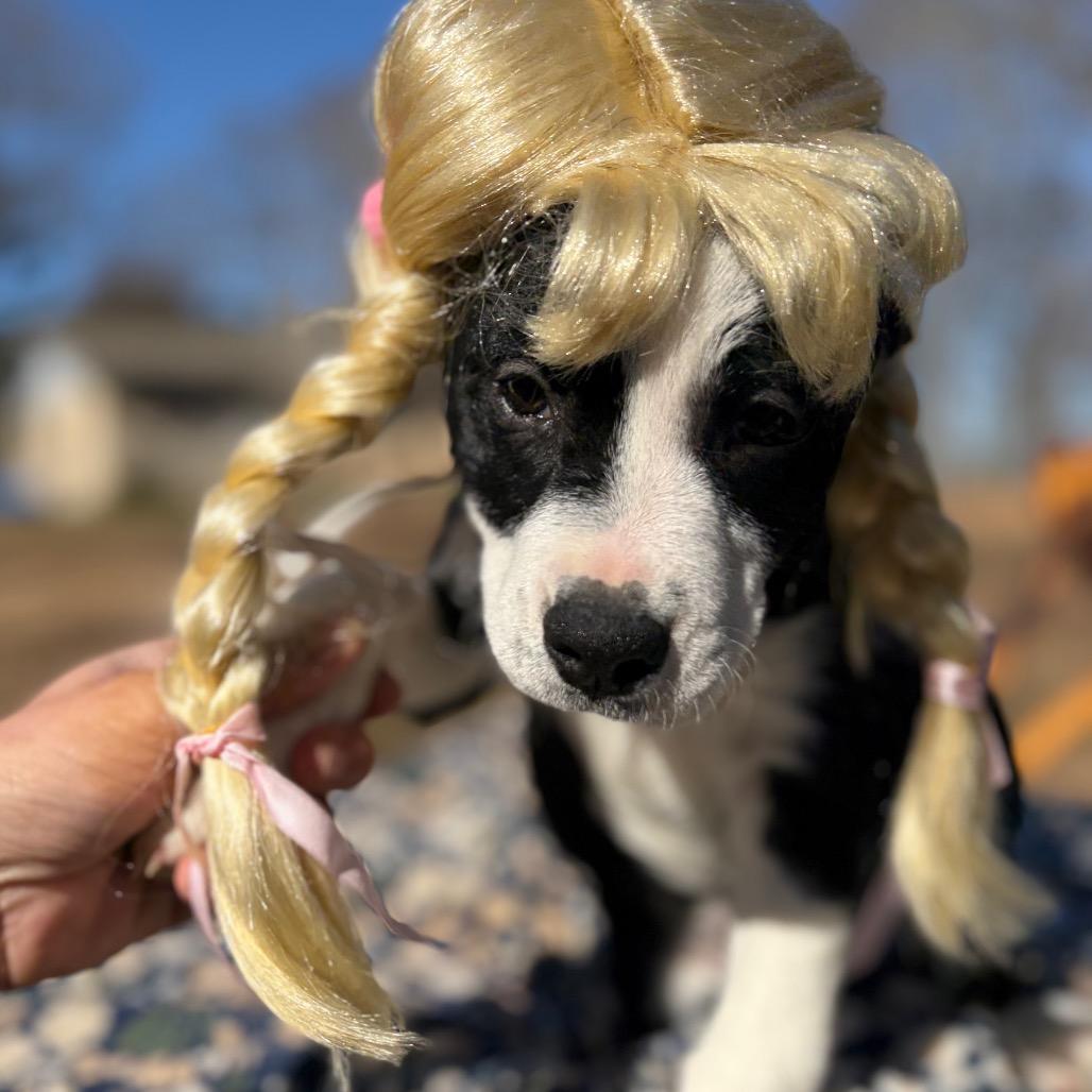 Fancy — thumbnail 5