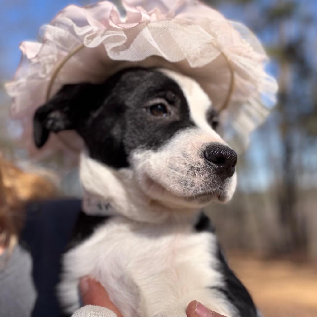 Fancy — thumbnail 6