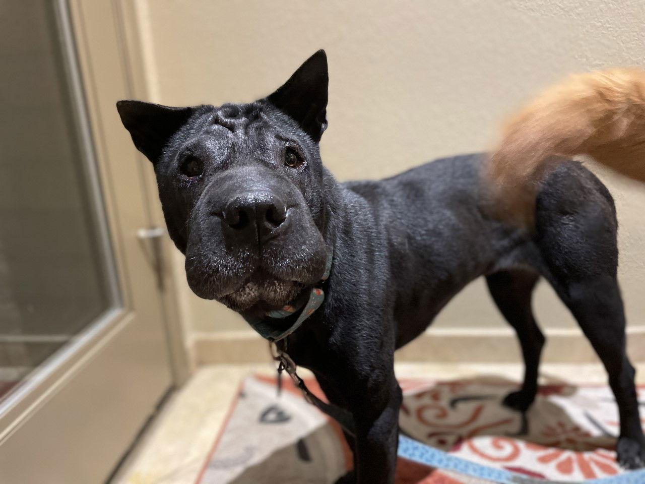 Molly, Adoptable, Adult Female Shar-Pei.