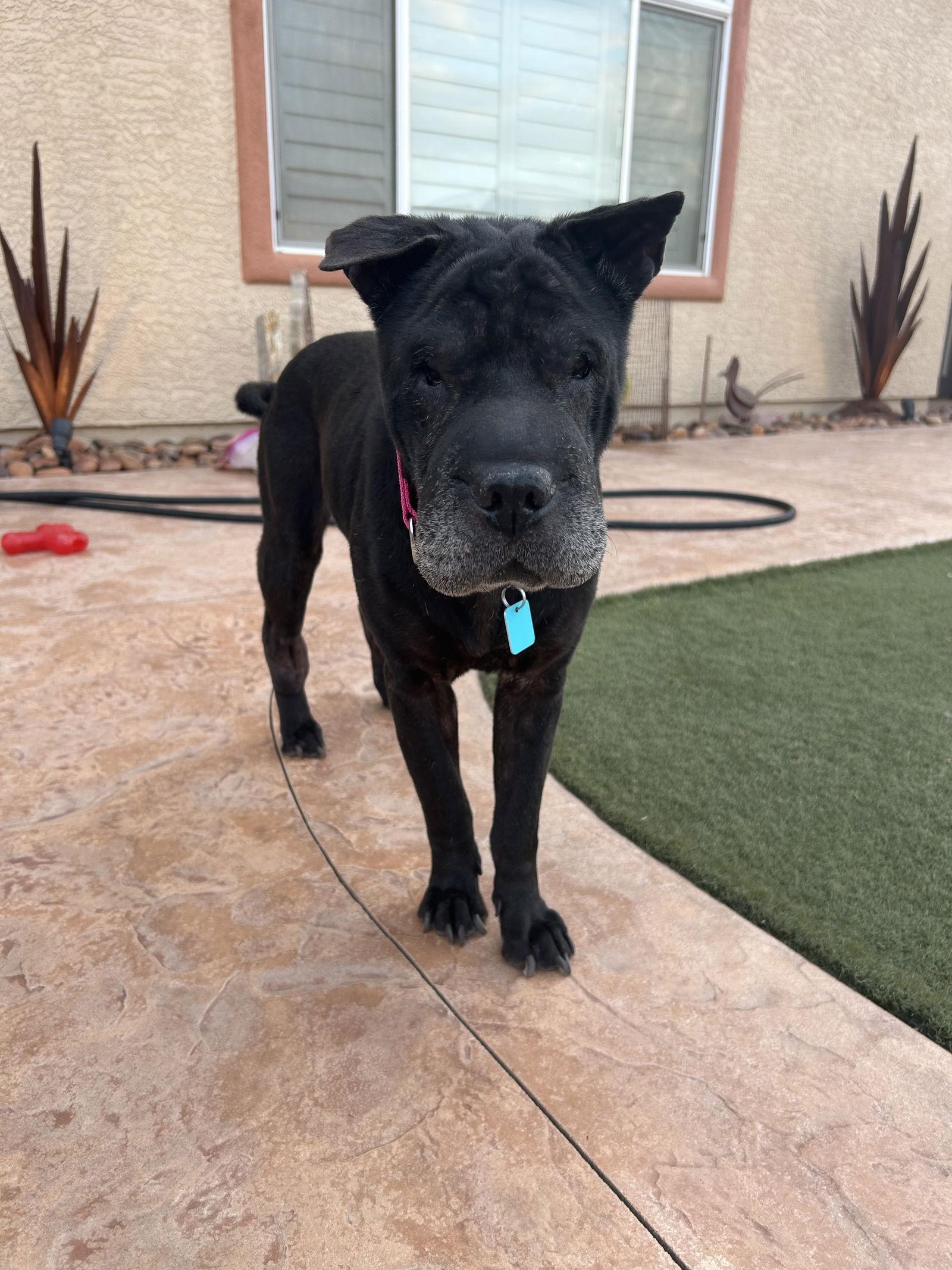 Molly, a Adoptable Shar-Pei image 2/3