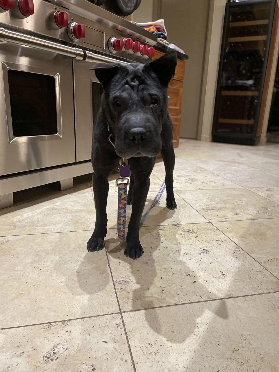 Molly, a Adoptable Shar-Pei image 3/3