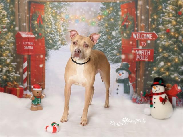 Enlarge TONYA, a Adoptable mixed breed in Omaha, NE image 1/1
