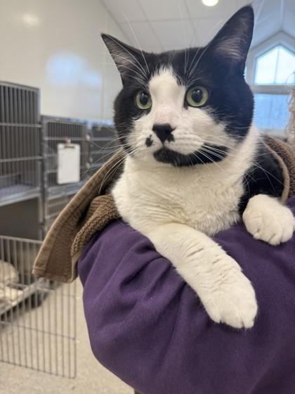 Sammy, a Adoptable mixed breed in Scotia, NY image 1/3