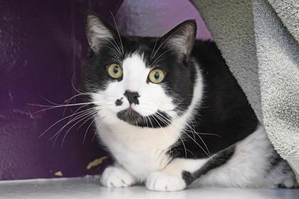 Sammy, Adoptable, Adult Male Domestic Short Hair & Domestic Short Hair.